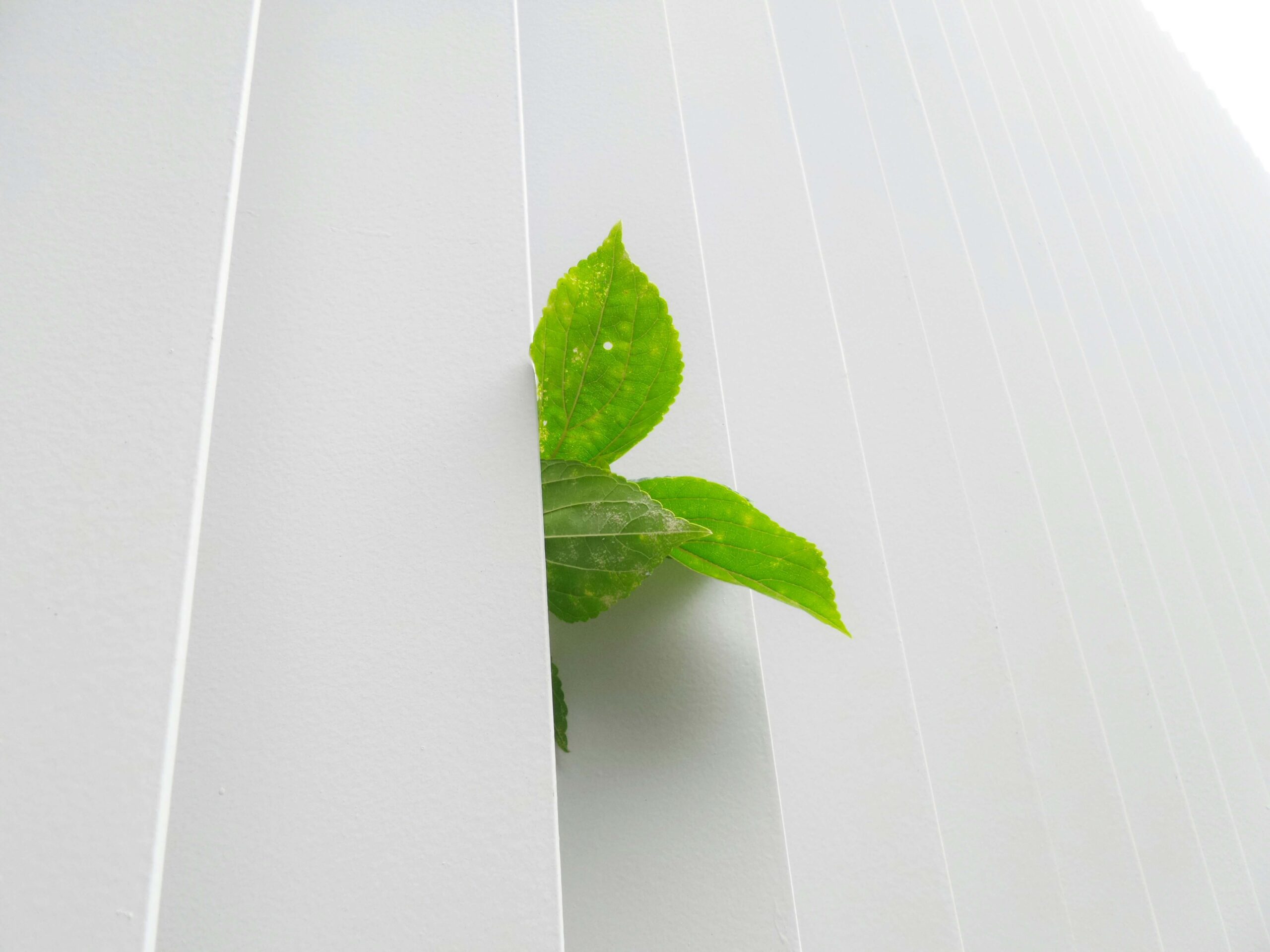 natura